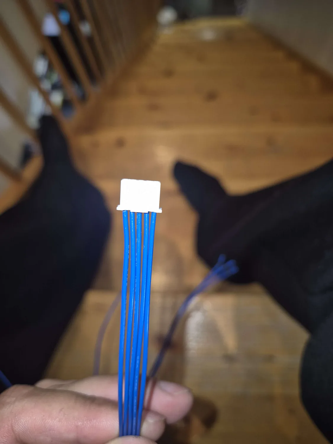 Fem blå ledere samlet i en hvit fempolet kontakt